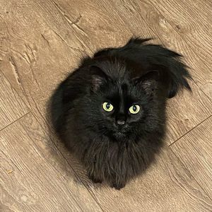 Meet your Posher, Simone